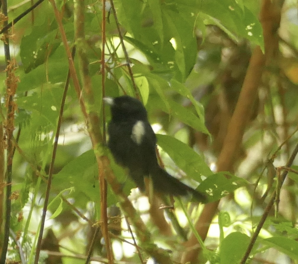 Black Monarch (Symposiachrus axillaris), photo 4