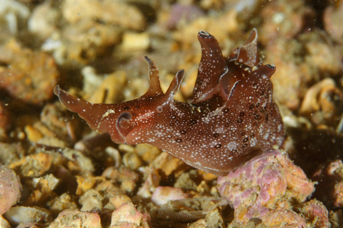 Spotted Seahare