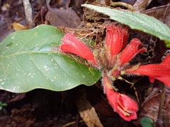 No known synonyms (Agalmyla hirta)