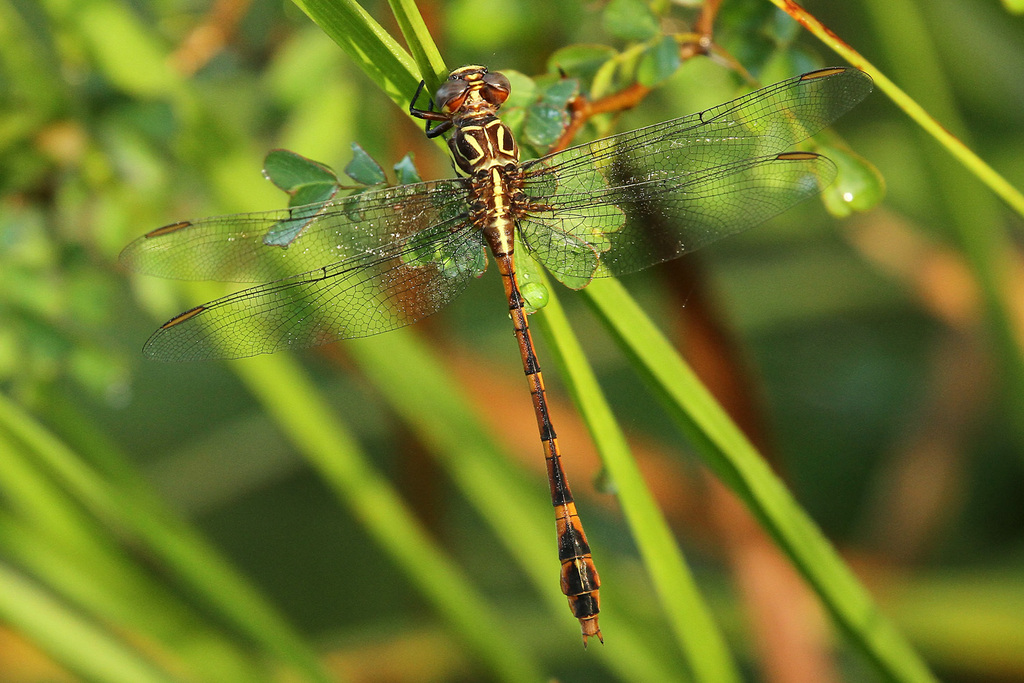 Antillean Forceptail