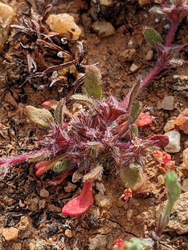 Image of Chorizanthe polygonoides by no rights reserved