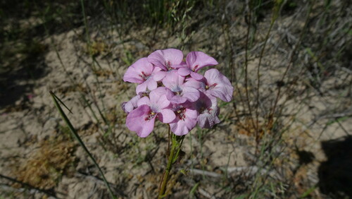 Image of Nemesia strumosa by (c) Paul Emms, some rights reserved (CC BY-SA)