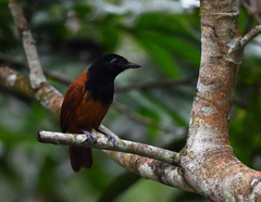 Thamnophilus praecox