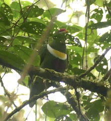 White-Bibbed Fruit Dove photo 3