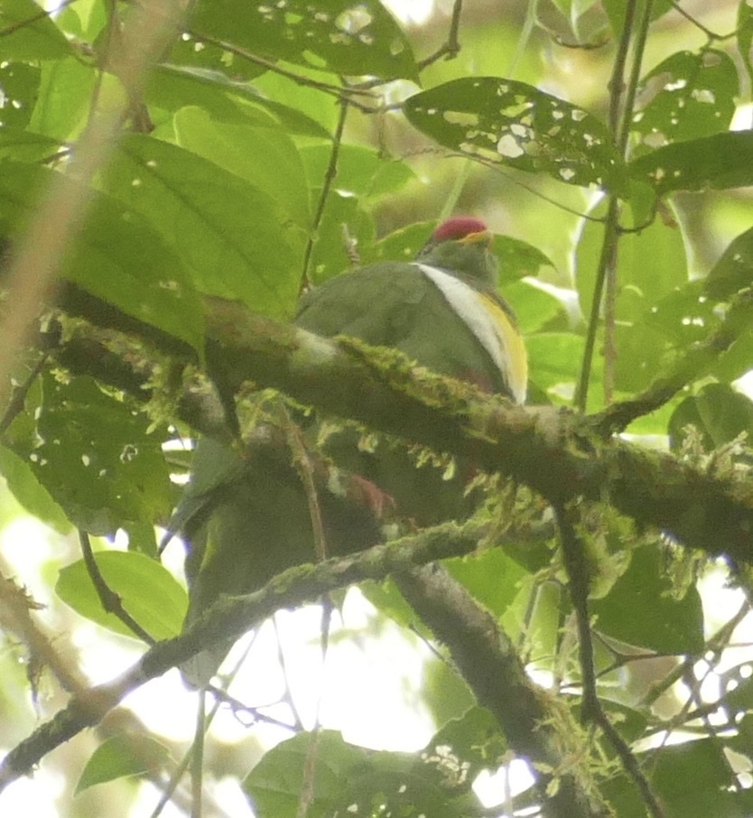 White-bibbed Fruit Dove (Ptilinopus rivoli), photo 10