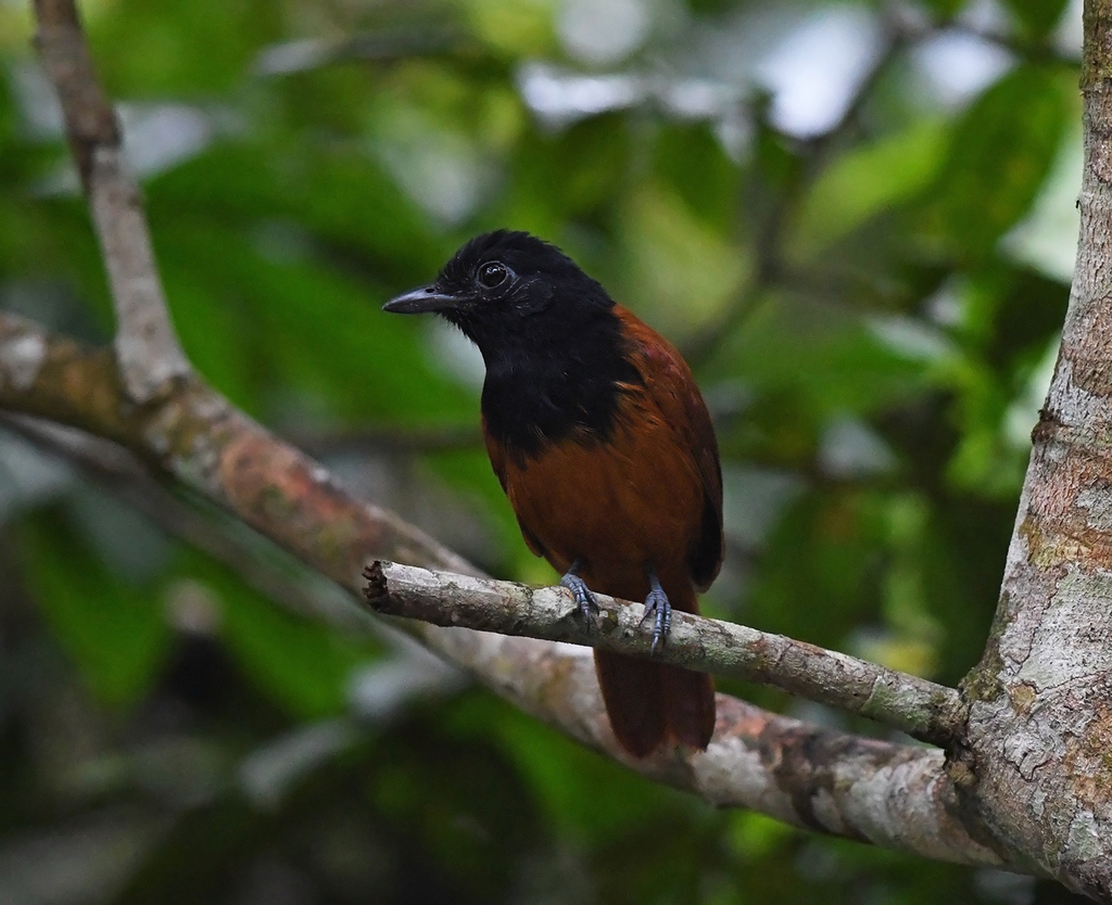 Cocha Antshrike (Thamnophilus praecox) photo