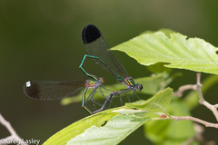 Calopteryx dimidiata