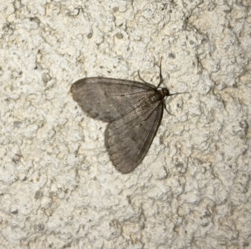 Operophtera brumata