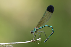 Calopteryx dimidiata