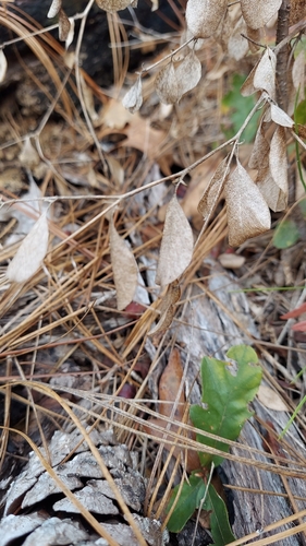 Image of Buckroot (Pediomelum canescens) by (c) Athena Philips, some rights reserved (CC BY)
