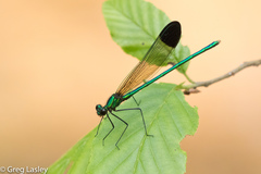 Calopteryx dimidiata