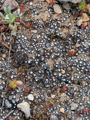 Acarospora thelococcoides