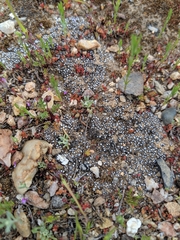 Acarospora thelococcoides