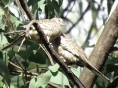 Columbina inca