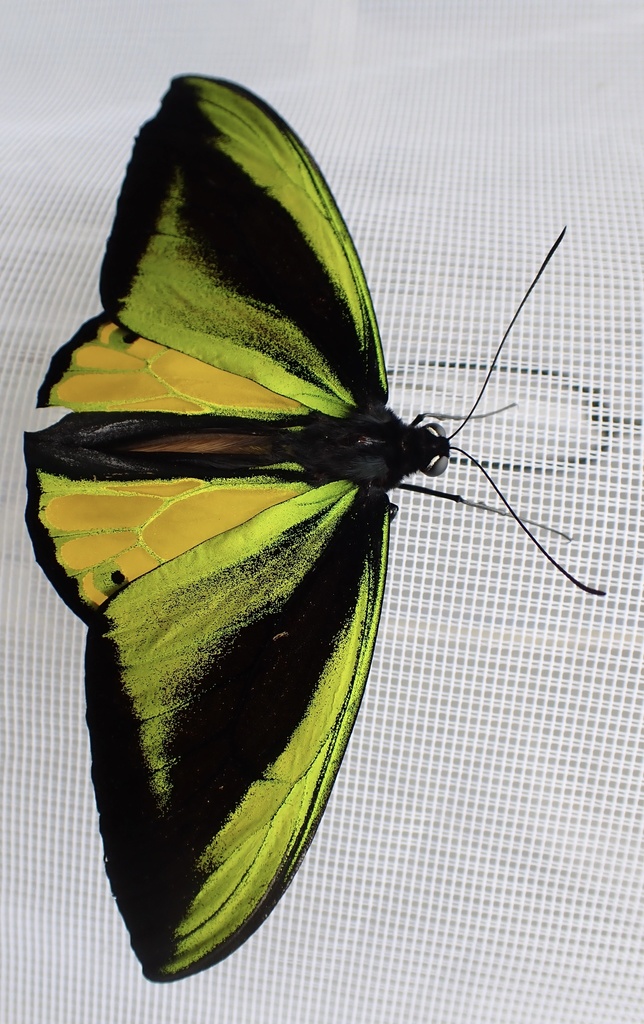 Goliath Birdwing
