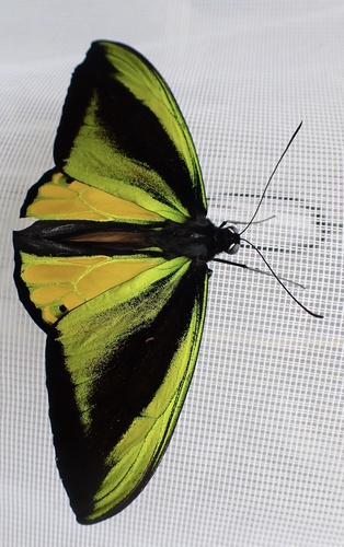 Goliath Birdwing
