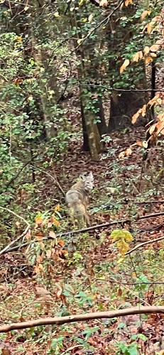 Coyote photographed in South Carolina