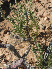 Oligomeris linifolia