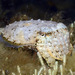 New Holland Cuttlefish - Photo (c) uwkwaj, some rights reserved (CC BY-NC), uploaded by uwkwaj