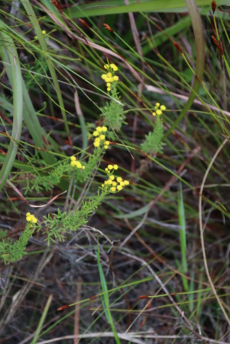Image of Hippia hutchinsonii by (c) Tony Rebelo, some rights reserved (CC BY-SA)