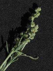 Oligomeris linifolia