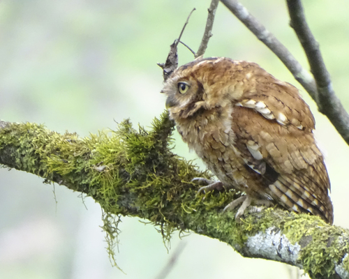 West Peruvian Screech Owl (Megascops roboratus), photo 6