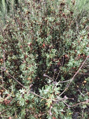 Eriogonum parvifolium
