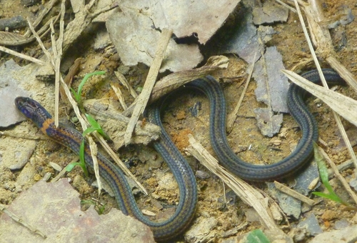 Photo of a Boie's Dwarf Snake (Calamaria virgulata)