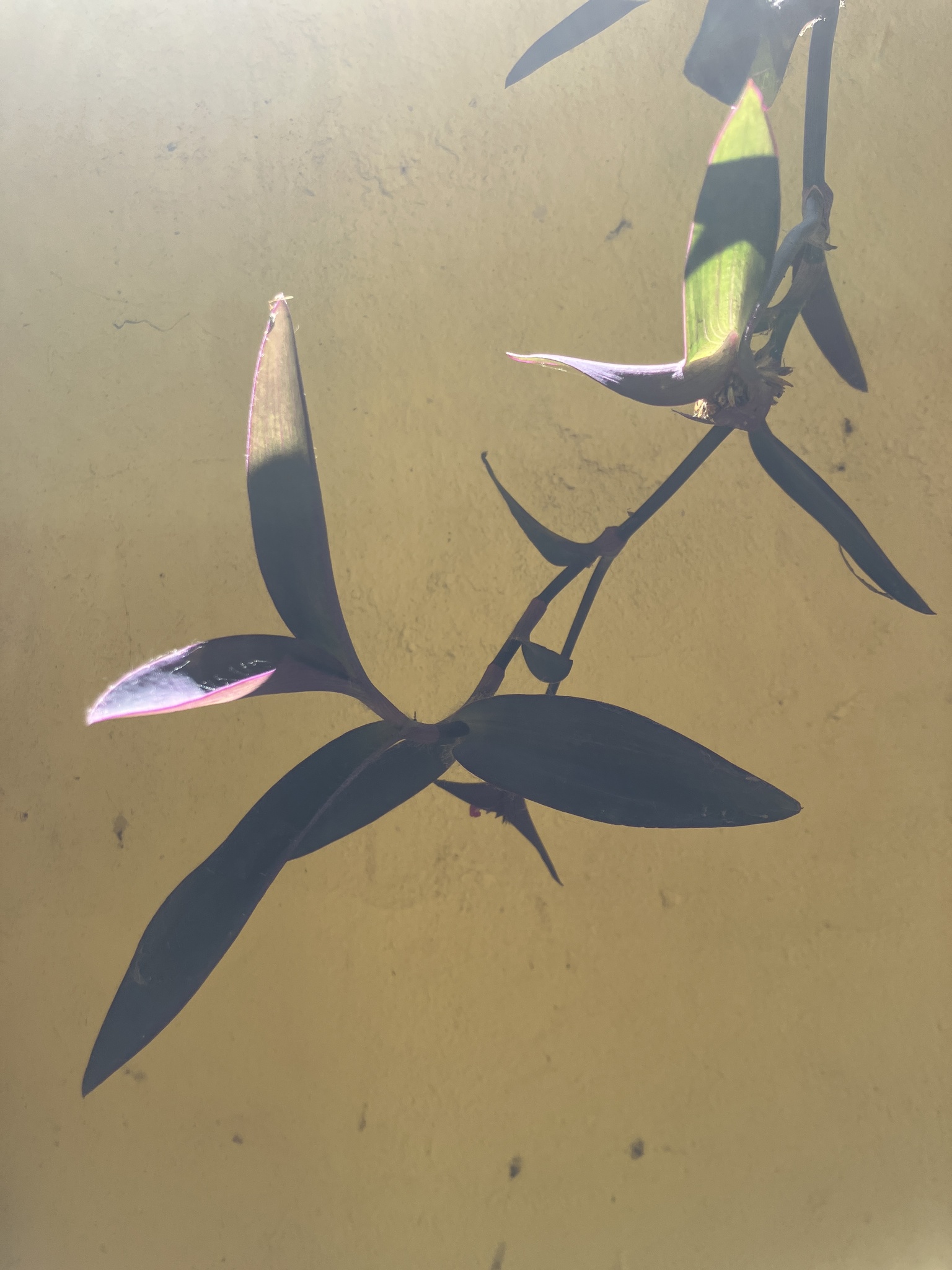 Tradescantia pallida