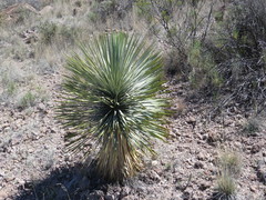 Yucca rostrata