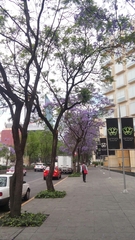 Jacaranda mimosifolia