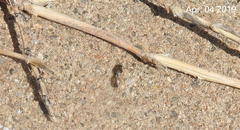 Geocoris pallidipennis