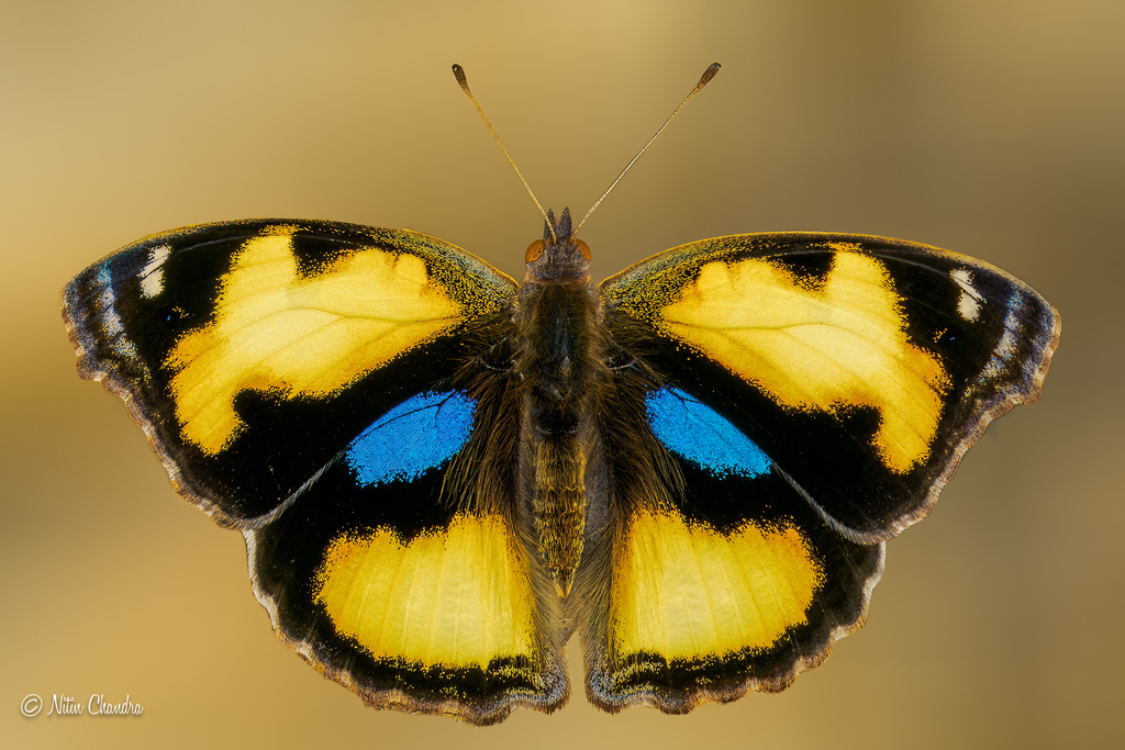 Yellow Pansy