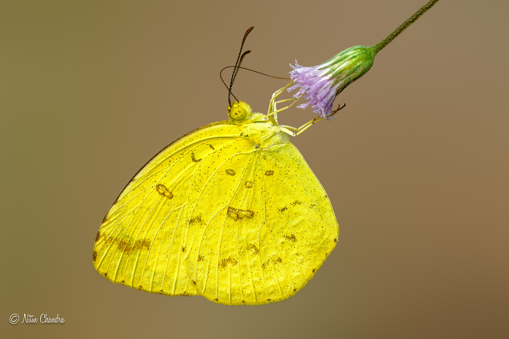 Common Grass Yellow