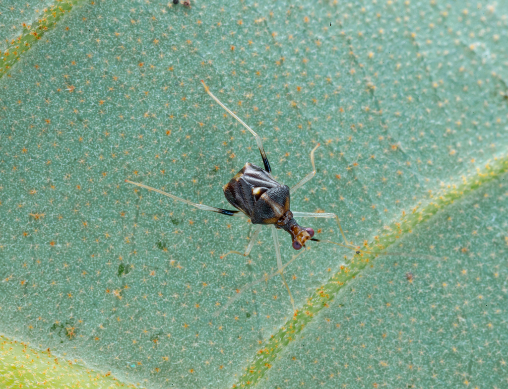 Angerianus fractus