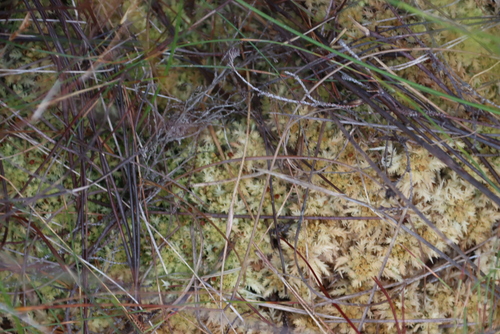 Image of Sphagnum strictum by (c) Tony Rebelo, some rights reserved (CC BY-SA)