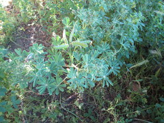 Lupinus guadalupensis