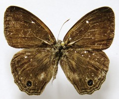 Cissia themis