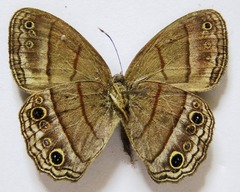 Cissia themis