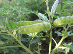 Lupinus guadalupensis