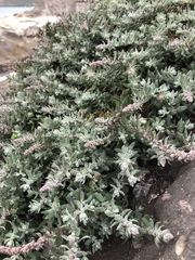 Extriplex californica