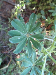 Lupinus guadalupensis