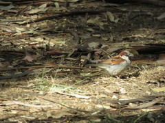 Passer domesticus