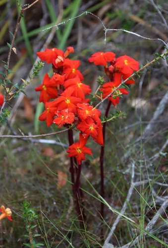 Image of Harveya stenosiphon by (c) Tony Rebelo, some rights reserved (CC BY-SA)