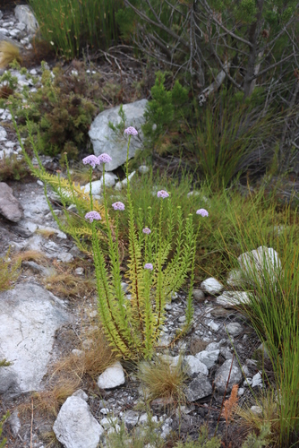 Image of Pseudoselago langebergensis by (c) Tony Rebelo, some rights reserved (CC BY-SA)