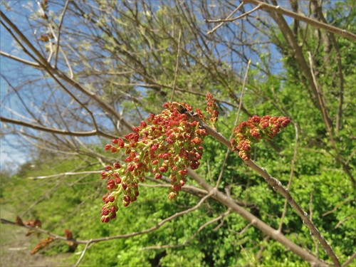 Chinese pistache (Pistacia chinensis)