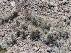 Grusonia grahamii
