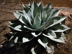 Agave ovatifolia
