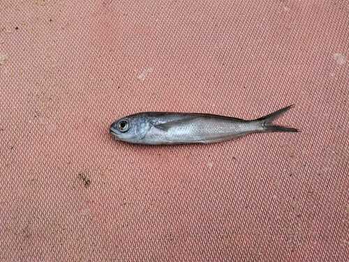 Driftfish (Cubiceps gracilis) — Nomeidae