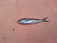 Longfin Cigarfish photo 1